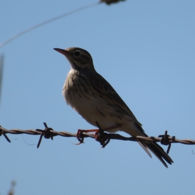 Anthus australis (Australian Pipit) at Booth, ACT - 26 Apr 2023 by Christine