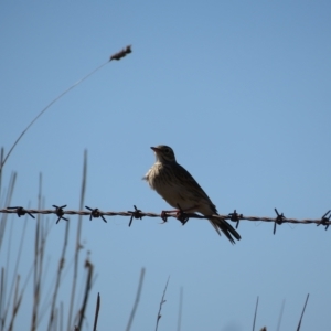 Anthus australis at Booth, ACT - 26 Apr 2023