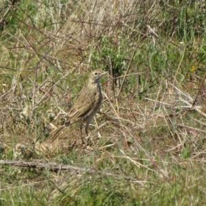 Anthus australis at Booth, ACT - 26 Apr 2023