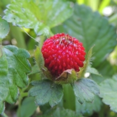 Potentilla indica (Indian Strawberry) at Conder, ACT - 7 Nov 2022 by MichaelBedingfield