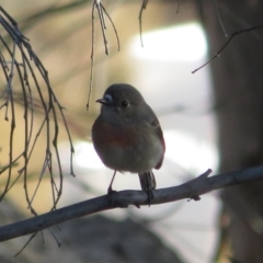 Petroica boodang (Scarlet Robin) at Tennent, ACT - 26 Apr 2023 by Christine