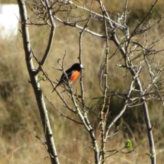 Petroica boodang at Tennent, ACT - 26 Apr 2023 03:45 PM