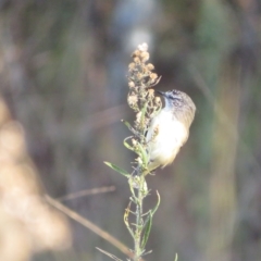 Acanthiza chrysorrhoa (Yellow-rumped Thornbill) at Tennent, ACT - 26 Apr 2023 by Christine