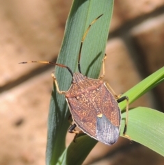 Poecilometis strigatus (Gum Tree Shield Bug) at Pollinator-friendly garden Conder - 9 Nov 2022 by michaelb