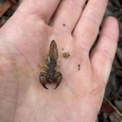 Urodacus manicatus (Black Rock Scorpion) at Mount Jerrabomberra - 30 Apr 2023 by Mavis