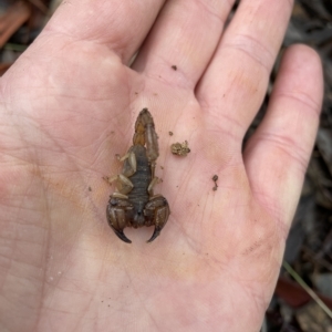 Urodacus manicatus at Jerrabomberra, NSW - 30 Apr 2023 10:34 AM