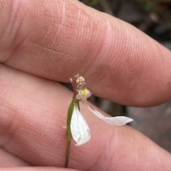 Eriochilus cucullatus (Parson's Bands) at Jerrabomberra, NSW - 30 Apr 2023 by Mavis