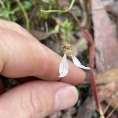 Eriochilus cucullatus at Jerrabomberra, NSW - suppressed