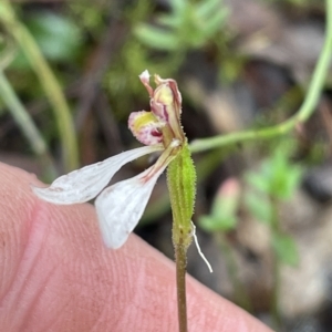 Eriochilus cucullatus at Jerrabomberra, NSW - suppressed