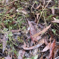 Eriochilus cucullatus at Jerrabomberra, NSW - suppressed