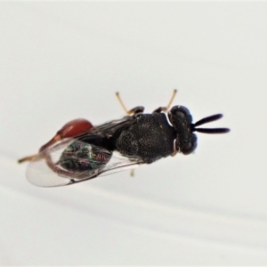 Chalcididae (family) at Cook, ACT - 21 Apr 2023 03:40 PM