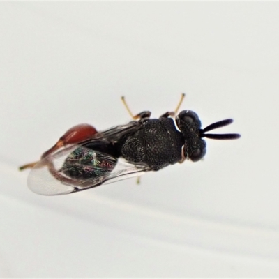Chalcididae (family) (Unidentified chalcid wasp) at Mount Painter - 21 Apr 2023 by CathB