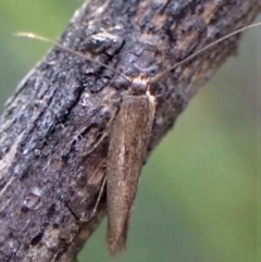 Blastobasis (genus) at Aranda Bushland - 22 Apr 2023 by CathB