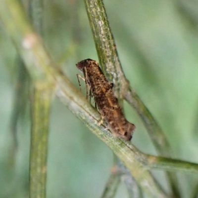 Gnathifera eurybias (A Fringe-tufted Moth) at Aranda Bushland - 22 Apr 2023 by CathB
