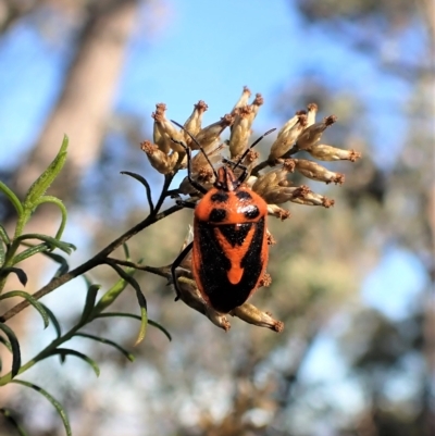Agonoscelis rutila (Horehound bug) at Aranda Bushland - 22 Apr 2023 by CathB