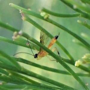 Ichneumonidae (family) at Molonglo Valley, ACT - 22 Apr 2023