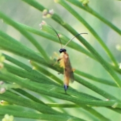 Ichneumonidae (family) at Molonglo Valley, ACT - 22 Apr 2023