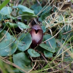 Corysanthes hispida (Bristly Helmet Orchid) at Aranda, ACT - 28 Apr 2023 by CathB