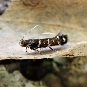 Stagmatophora argyrostrepta at Molonglo Valley, ACT - 28 Apr 2023 04:16 PM