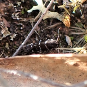 Stagmatophora argyrostrepta at Molonglo Valley, ACT - 28 Apr 2023 04:16 PM