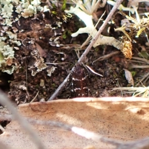 Stagmatophora argyrostrepta at Molonglo Valley, ACT - 28 Apr 2023