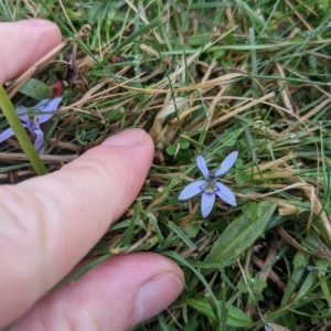 Isotoma fluviatilis subsp. australis at Sutton, NSW - 30 Apr 2023