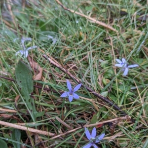 Isotoma fluviatilis subsp. australis at Sutton, NSW - 30 Apr 2023