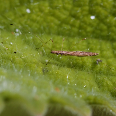 Chinoneides tasmaniensis (Stilt bug) at Acton, ACT - 28 Apr 2023 by KorinneM