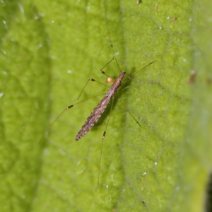 Chinoneides tasmaniensis at Acton, ACT - 28 Apr 2023 01:11 PM