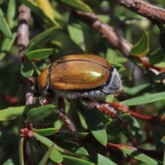 Anoplognathus hirsutus (Hirsute Christmas beetle) at Dry Plain, NSW - 15 Jan 2022 by AndyRoo