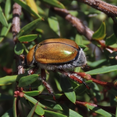 Anoplognathus hirsutus (Hirsute Christmas beetle) at Dry Plain, NSW - 15 Jan 2022 by AndyRoo