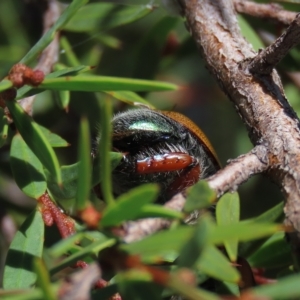 Anoplognathus hirsutus at Dry Plain, NSW - 15 Jan 2022