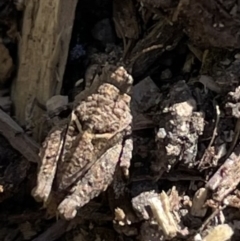 Paratettix australis at Chapman, ACT - suppressed
