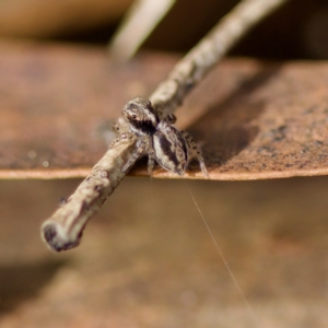 Euophryinae sp. (Mr Stripey) undescribed at Acton, ACT - 28 Apr 2023