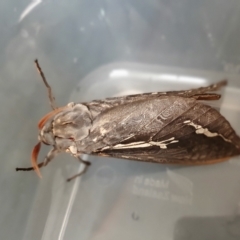 Abantiades atripalpis (Bardee grub/moth, Rain Moth) at Rugosa - 29 Apr 2023 by SenexRugosus