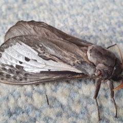 Abantiades atripalpis (Bardee grub/moth, Rain Moth) at Yass River, NSW - 29 Apr 2023 by SenexRugosus