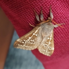 Oxycanus australis at Yass River, NSW - 29 Apr 2023 10:27 PM