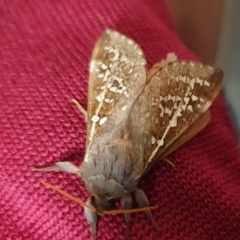 Oxycanus australis at Yass River, NSW - 29 Apr 2023 10:27 PM