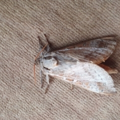 Oxycanus (genus) (Unidentified Oxycanus moths) at Yass River, NSW - 29 Apr 2023 by SenexRugosus