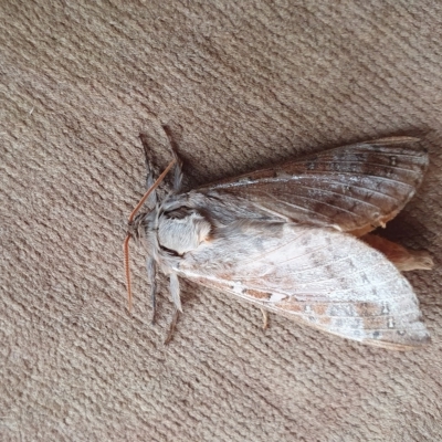 Oxycanus (genus) (Unidentified Oxycanus moths) at Rugosa - 28 Apr 2023 by SenexRugosus