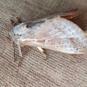 Oxycanus (genus) at Yass River, NSW - 29 Apr 2023