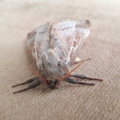 Oxycanus (genus) at Yass River, NSW - 29 Apr 2023