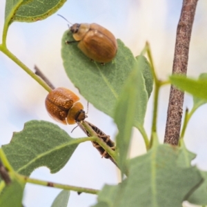 Paropsisterna cloelia at Jerrabomberra, ACT - 19 Mar 2023