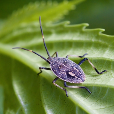 Pentatomidae (family) (Shield or Stink bug) at ANBG - 28 Apr 2023 by KorinneM