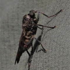 Chiromyza sp. (genus) (A soldier fly) at Dry Plain, NSW - 14 Mar 2022 by AndyRoo