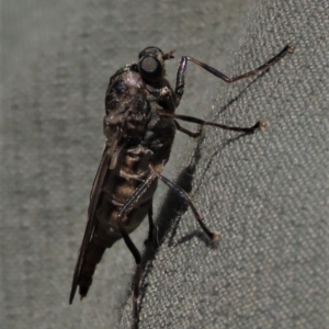 Chiromyza sp. (genus) at Dry Plain, NSW - 14 Mar 2022 12:49 PM