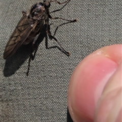 Chiromyza sp. (genus) at Dry Plain, NSW - 14 Mar 2022