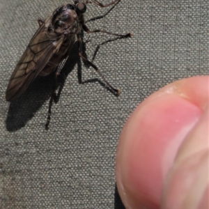 Chiromyza sp. (genus) at Dry Plain, NSW - 14 Mar 2022