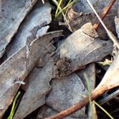Calperum ottei (A recently described pygmy cricket) at Mount Painter - 25 Apr 2023 by CathB
