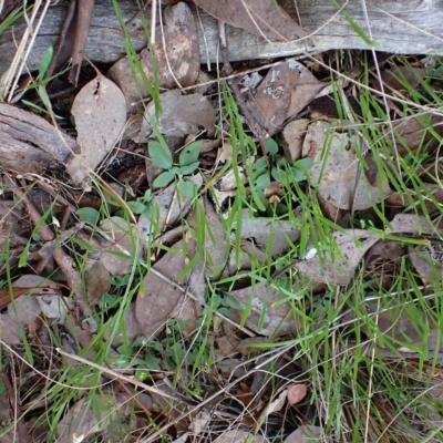 Diplodium truncatum (Little Dumpies, Brittle Greenhood) at Mount Painter - 25 Apr 2023 by CathB